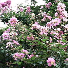 画像をギャラリービューアに読み込む, ESCURA レトロ-1 デジタルトイカメラ