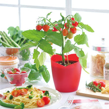 画像をギャラリービューアに読み込む, ハートマト栽培キット
