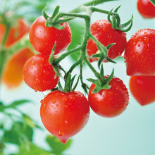 画像をギャラリービューアに読み込む, ハートマト栽培キット