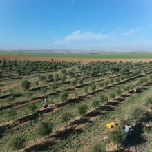 画像をギャラリービューアに読み込む, 【金賞受賞】NICHEN Typical エキストラバージンオリーブオイル250ml 無添加VITAFOOD