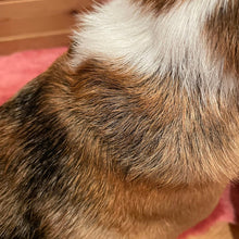 画像をギャラリービューアに読み込む, 【SALE】【大容量】PRIDE+GROOM(プライド+グルーム)/シェダー ペットシャンプー 475ml