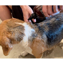 画像をギャラリービューアに読み込む, 【SALE】【大容量】PRIDE+GROOM(プライド+グルーム)/シェダー ペットシャンプー 475ml