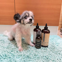 画像をギャラリービューアに読み込む, 【SALE】【大容量】PRIDE+GROOM(プライド+グルーム)/センシティブ ペットシャンプー 475ml