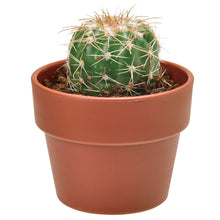 画像をギャラリービューアに読み込む, 育てるカプセル サボテン【アソートの為、種類はお選びいただけません】