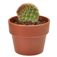 画像をギャラリービューアに読み込む, 育てるカプセル サボテン【アソートの為、種類はお選びいただけません】