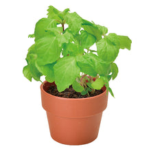 画像をギャラリービューアに読み込む, 育てるカプセル 薬味【アソートの為、種類はお選びいただけません】