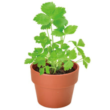 画像をギャラリービューアに読み込む, 育てるカプセル 薬味【アソートの為、種類はお選びいただけません】