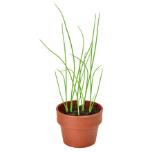 画像をギャラリービューアに読み込む, 育てるカプセル 薬味【アソートの為、種類はお選びいただけません】