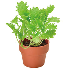 画像をギャラリービューアに読み込む, 育てるカプセル 薬味【アソートの為、種類はお選びいただけません】