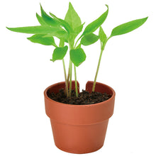 画像をギャラリービューアに読み込む, 育てるカプセル 薬味【アソートの為、種類はお選びいただけません】