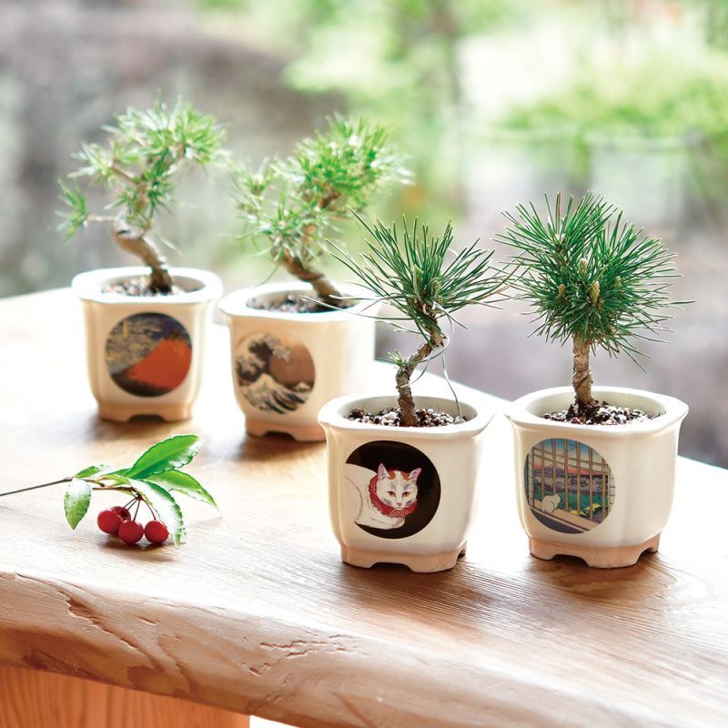 希少時代手作り松皮大きい盆栽鉢木肌作り植木鉢大寄せ植え鉢30cmゴツゴツ南蛮鉢 mqdefault.jpg